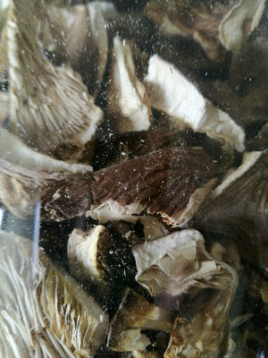Oyster mushroom